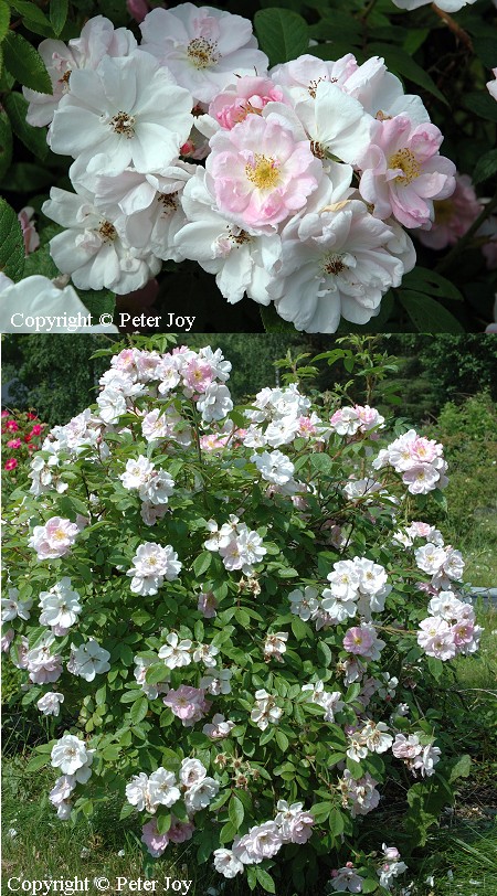 Rosa Rugosa-Ryhmä 'Sointu'